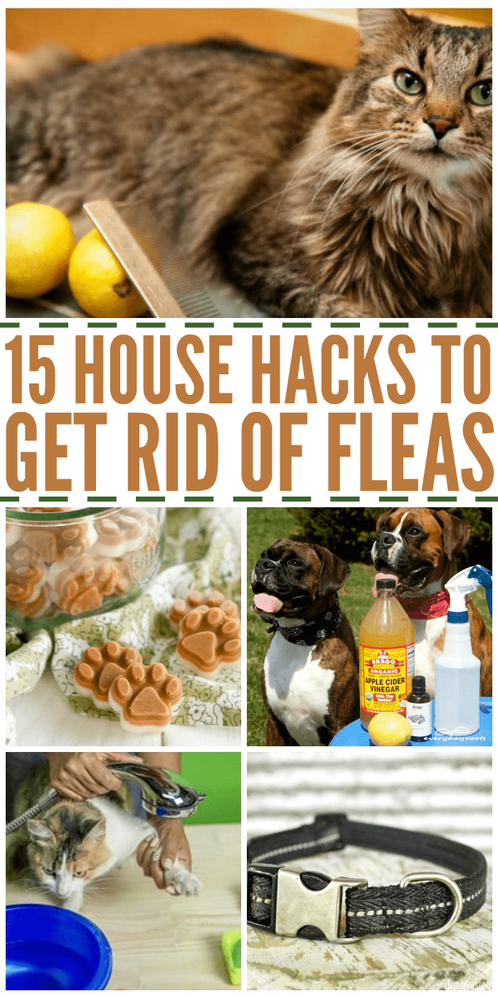 How to Kill Fleas in the Yard? The Housing Forum