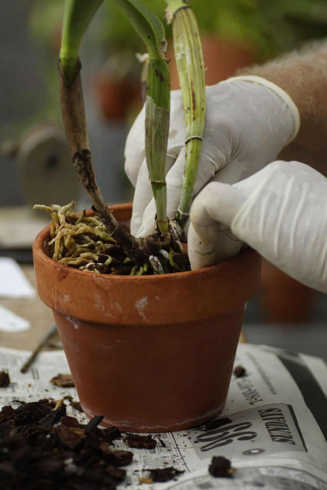 How to Repot Orchids? The Housing Forum