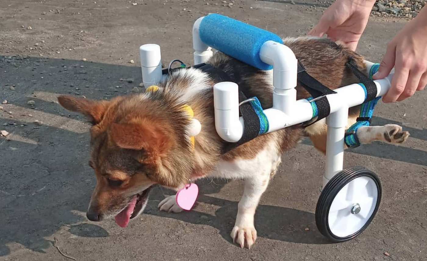Teen builds free wheelchairs for disabled animals The Howler