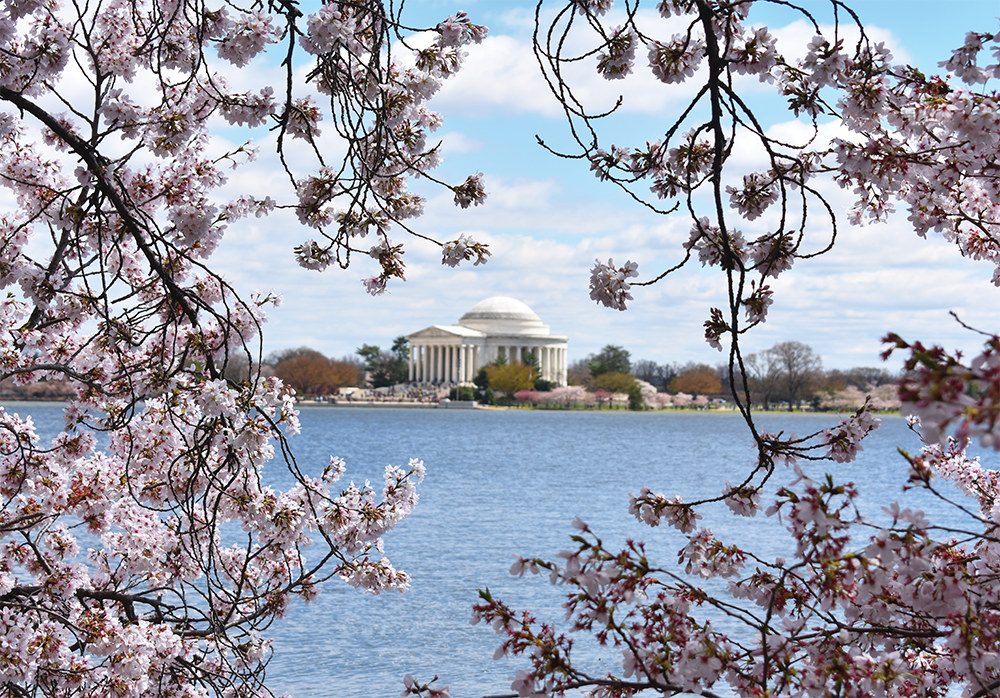 Friendship in Bloom The Symbolism of Cherry Blossoms