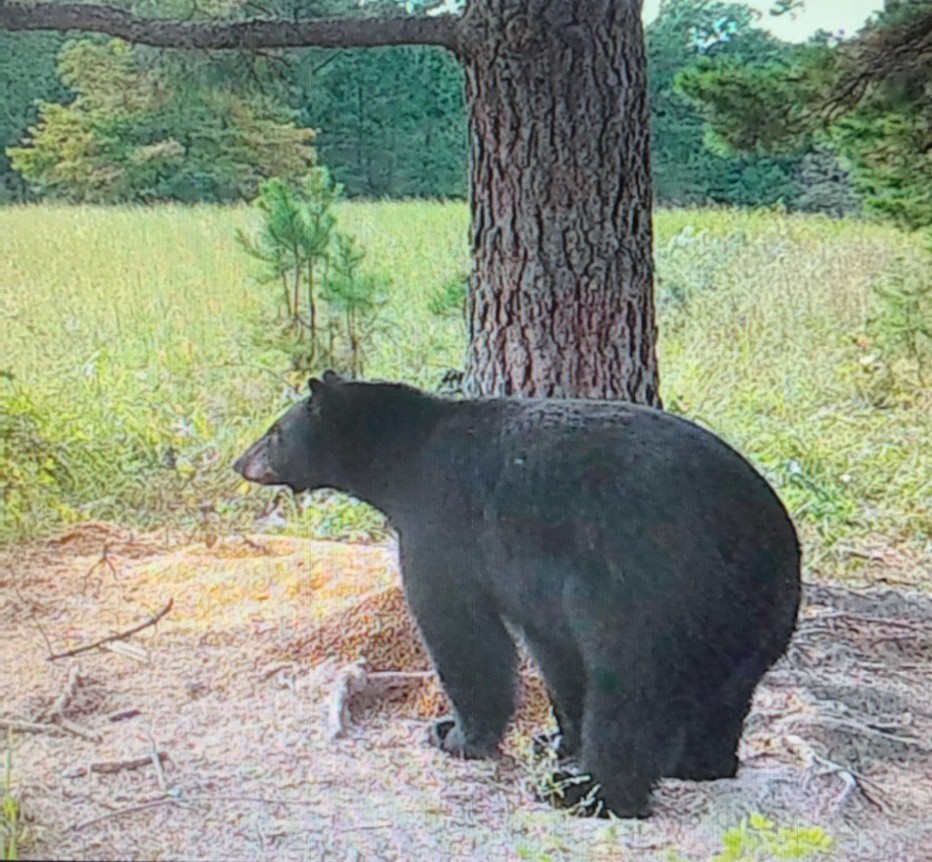 Arkansas archery bear hunt The Hunt Exchange