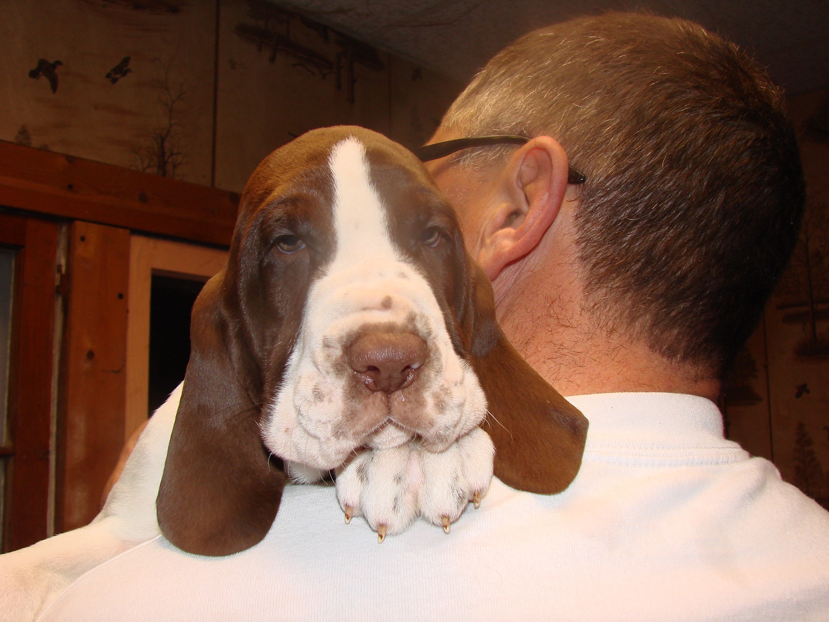 The Hunting Dog Podcast Your stop for all things hunting dog related