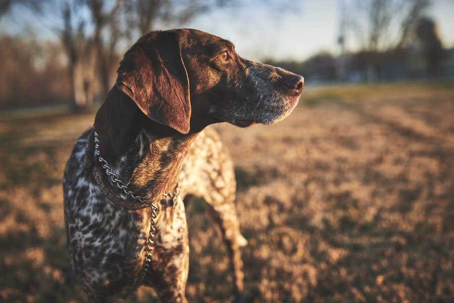How To Train Your Dog To Hunt AN AZ GUIDE On Dog Training