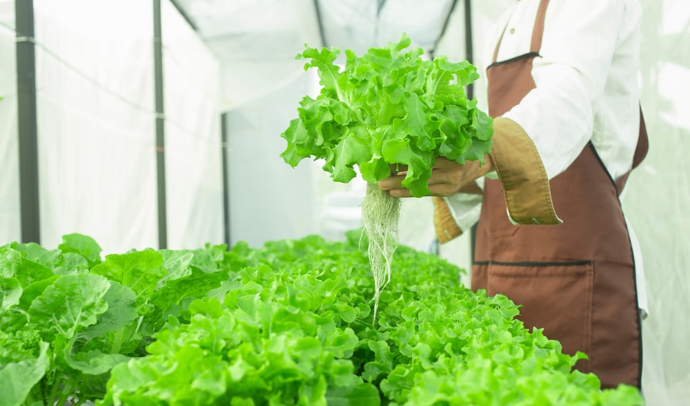 Is Hydroponic Farming Profitable? The Hydroponics Guru