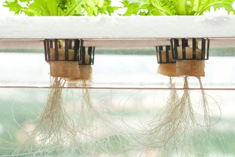 Hydroponic Asparagus What Is The Best System For Growing?