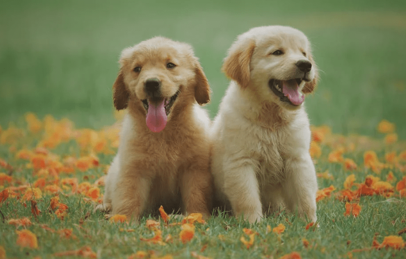 Affection in Dogs and Cats Do Dogs Love You More Than Cats? The