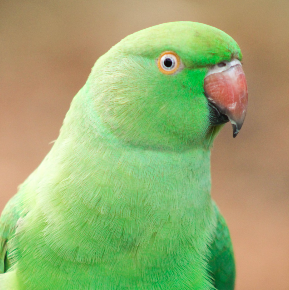 The Indian Ringneck Parakeet How Can You Take Care of One? The HyperHive
