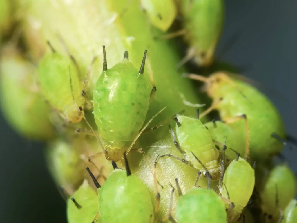 How to Get Rid of Aphids Permanently? The iambic