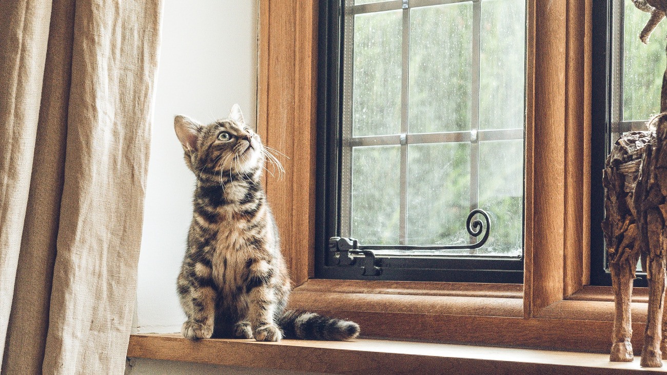 Cat Dandruff What Is It and What Causes It? Dr. Sarah Wooten