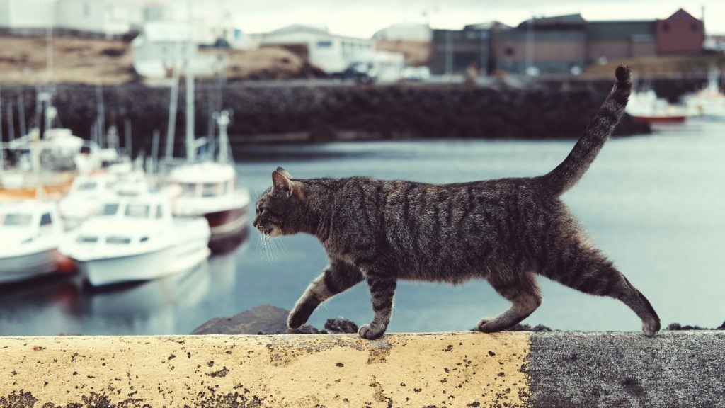 How To Help Your Cat Gain Weight Dr. Joanna Woodnutt