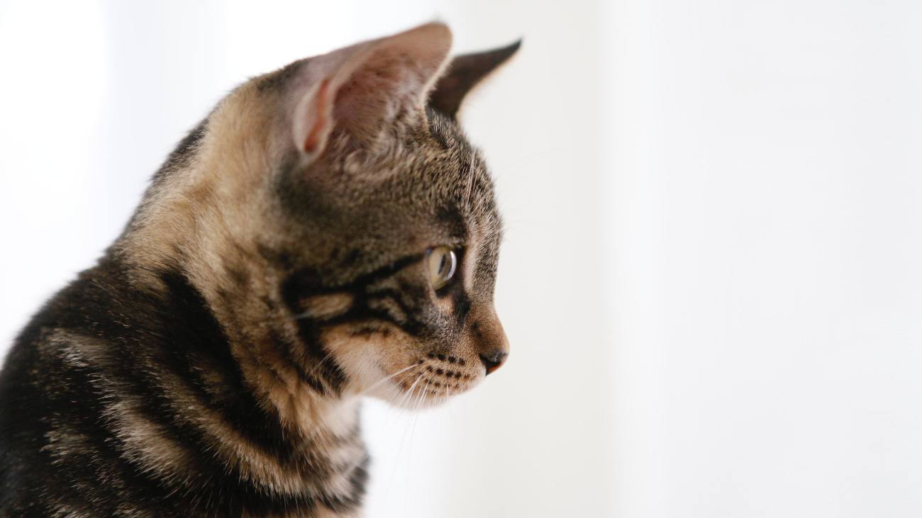 5 Expert Tips to Control Litter Box Odor... Forever!