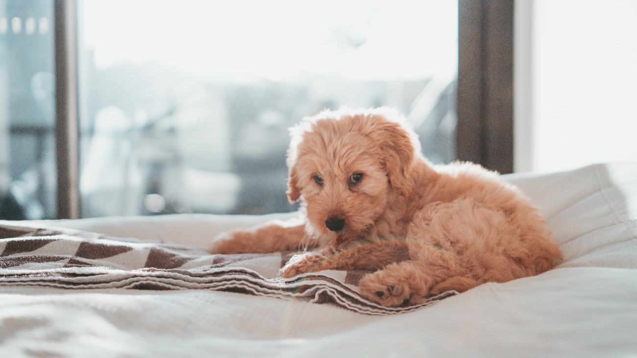 Bathing and Shampooing Your Puppy Tips and Tricks Guide