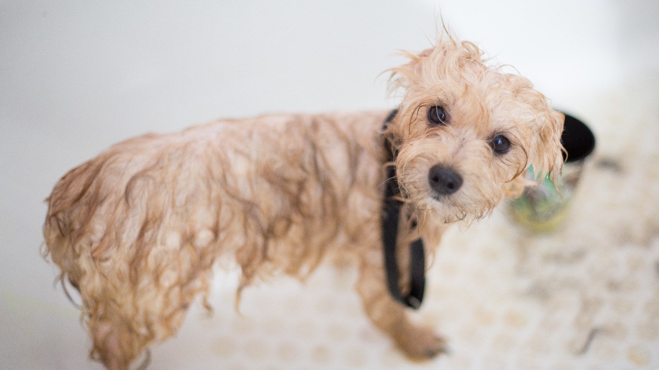 5 Best Puppy Shampoos in 2022 Puppy Safe Shampoos Reviews