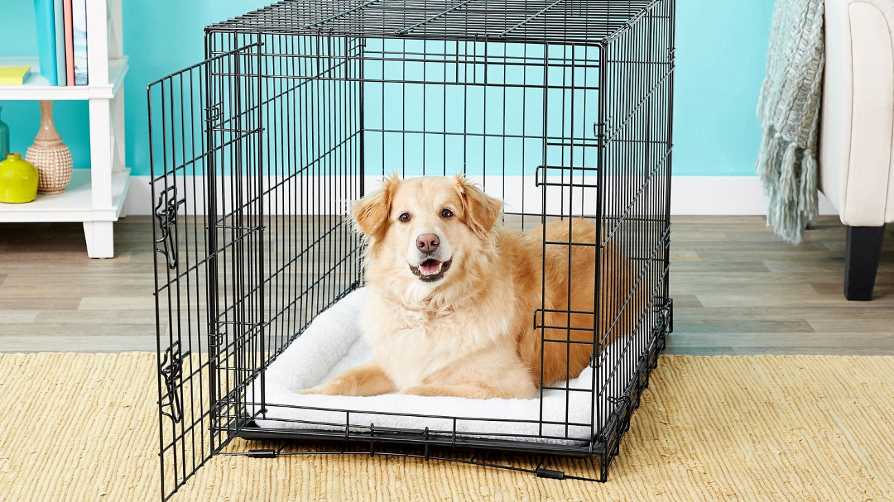 How to Crate Train your Dog Veterinarian Advice