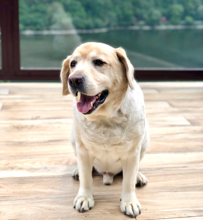 The Imperial Green Finest lake views from the hotel in Nainital