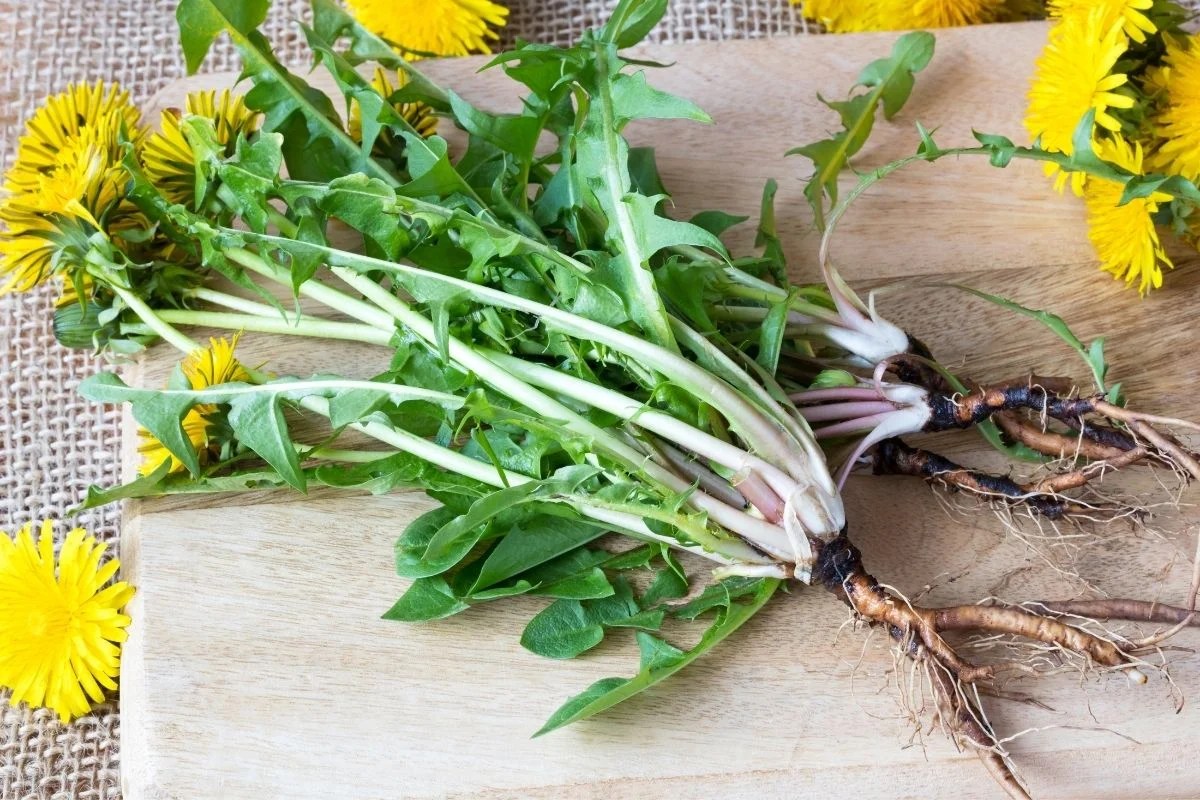 taraxacum officinale how to grow dandelion plants