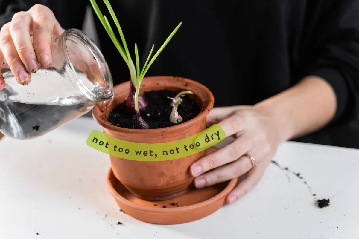 Soil draining How to make your soil drain better