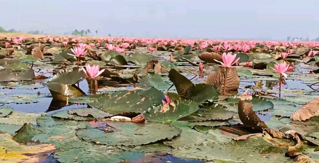 Gulawat Lotus Valley गुलवट लोटस घाटी Information, News and Shopping Guide