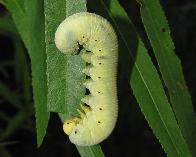 Elm Sawfly Facts, Life Cycle, and Pictures