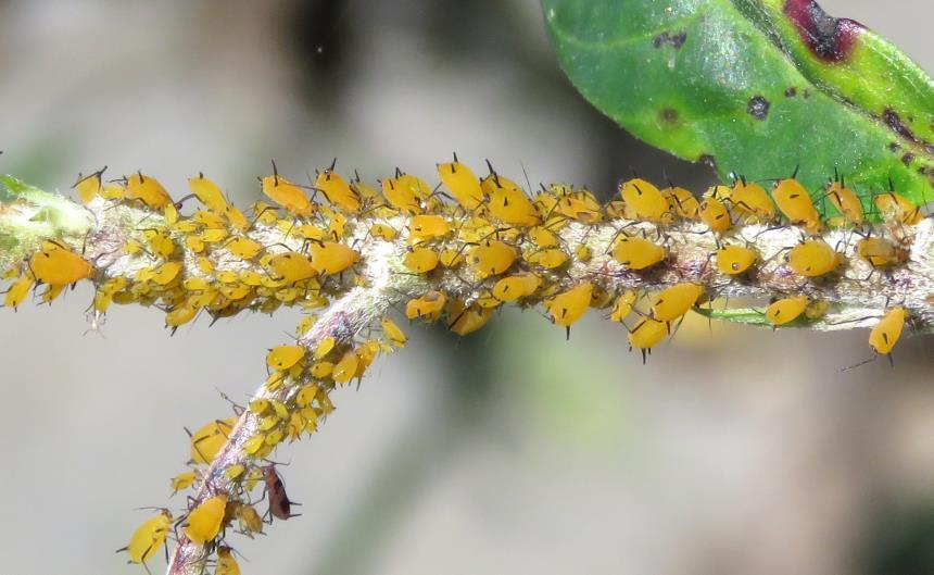 Oleander Aphid Facts, Description, and Pictures
