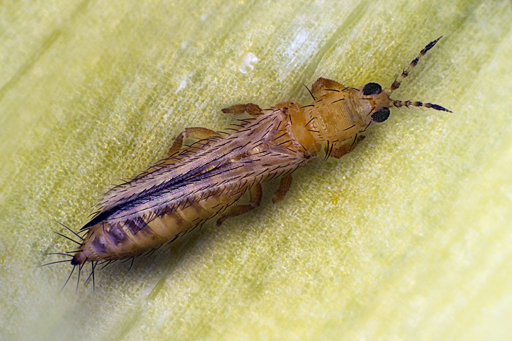 Western Flower Thrips Facts, Identification and Pictures