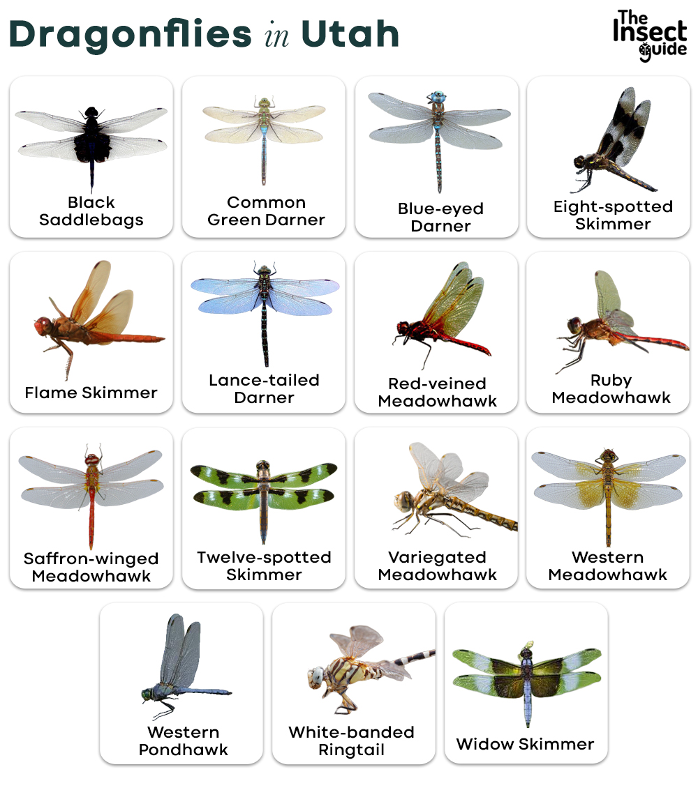 List of Common Types of Dragonflies in Utah with Pictures
