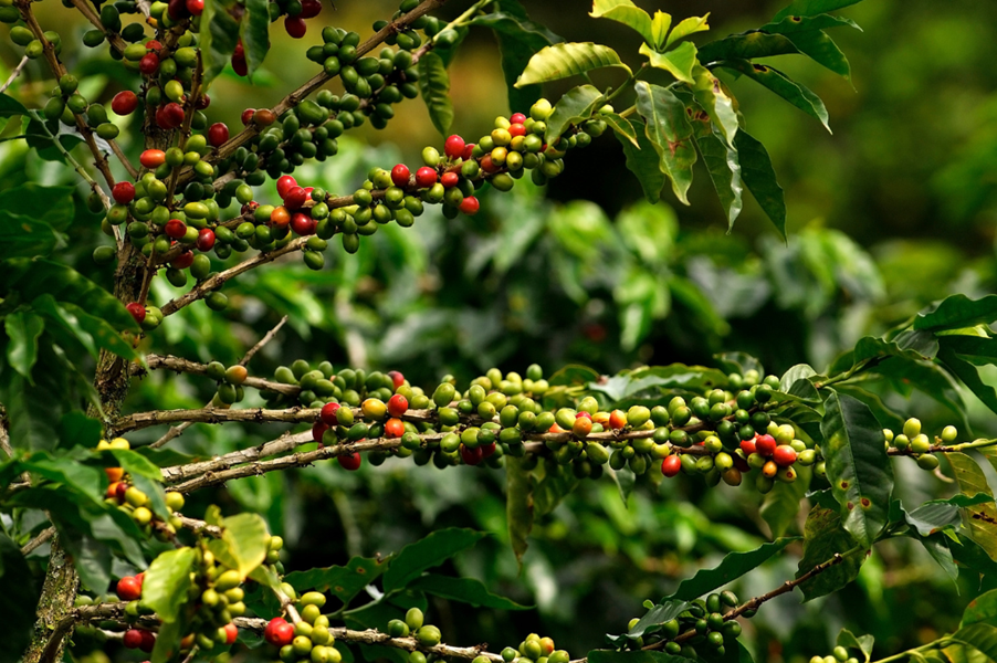 5 Surprising Sustainability Facts About Coffee