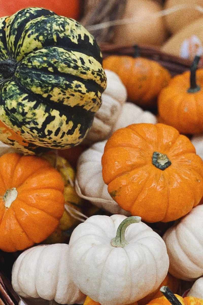 The Best Pumpkin Companion Plants (And What to Avoid!)