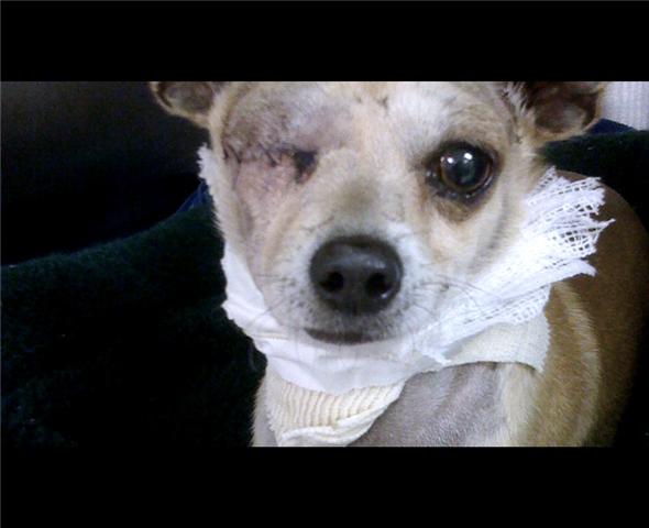 1Year Old Chihuahua's Eye Pops Out The Vet