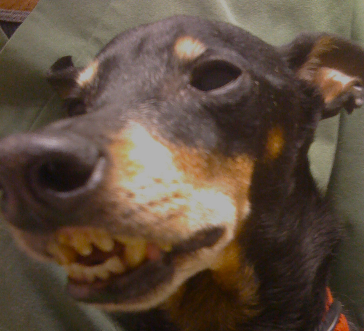 Are Vaccine Clinics Bad for Pets? Dr. Sandra Truli Springer, Holistic