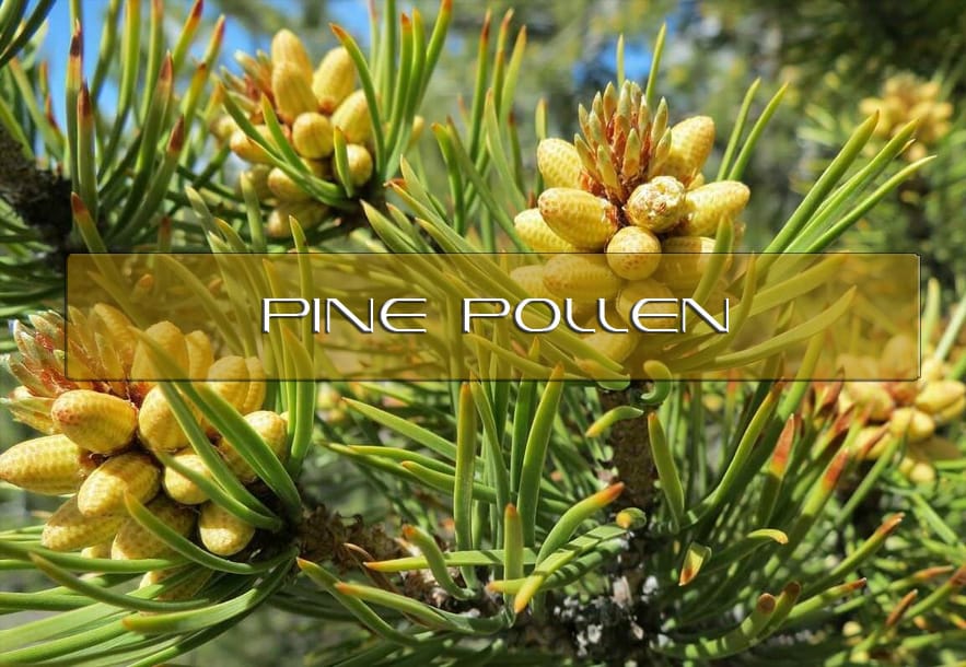 Benefits of Pine Pollen Interstellar Blends Activate Your Super Powers!