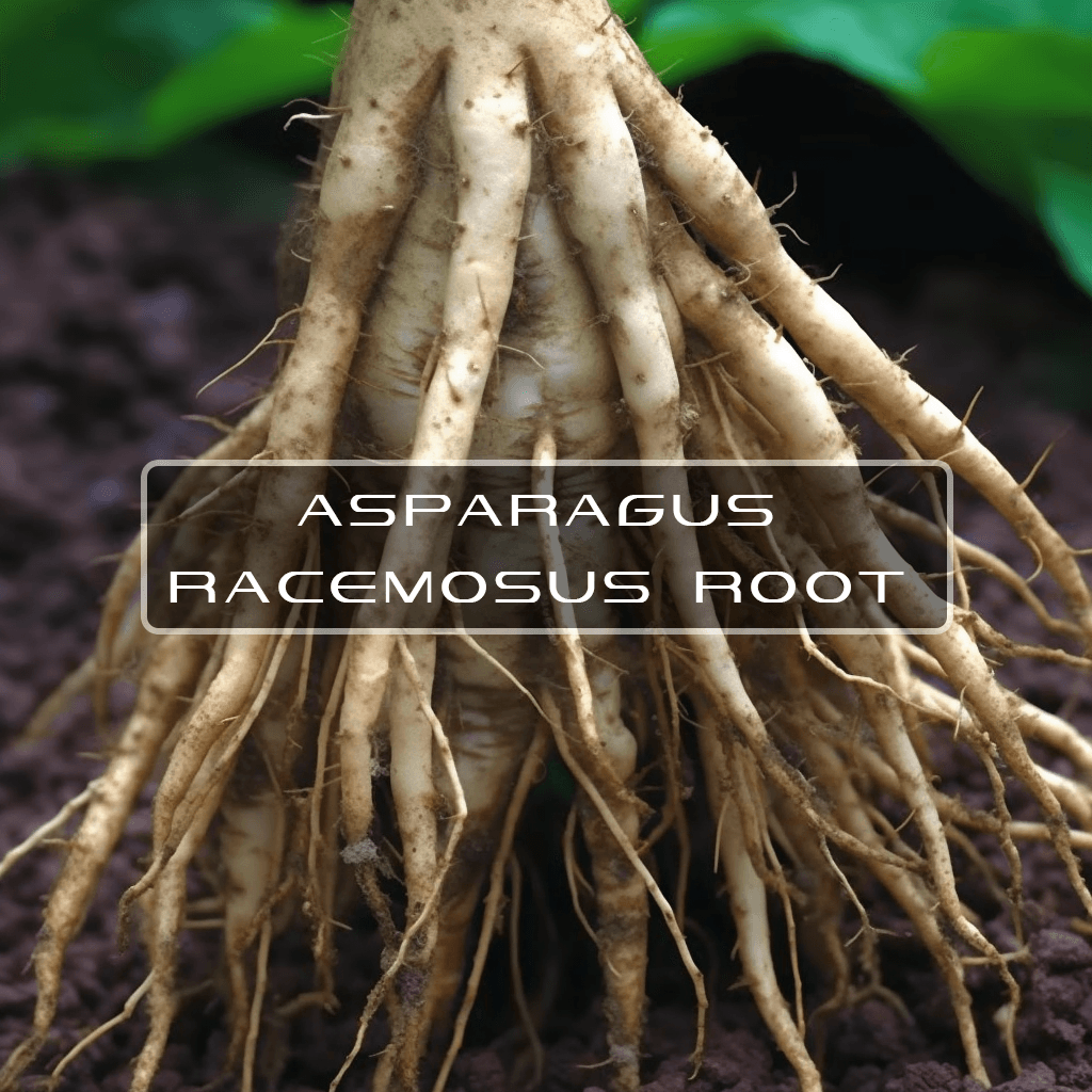 Benefits of Asparagus Racemosus Root Interstellar Blends Activate