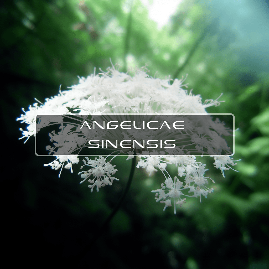 Benefits of Angelica Sinensis Interstellar Blends Activate Your