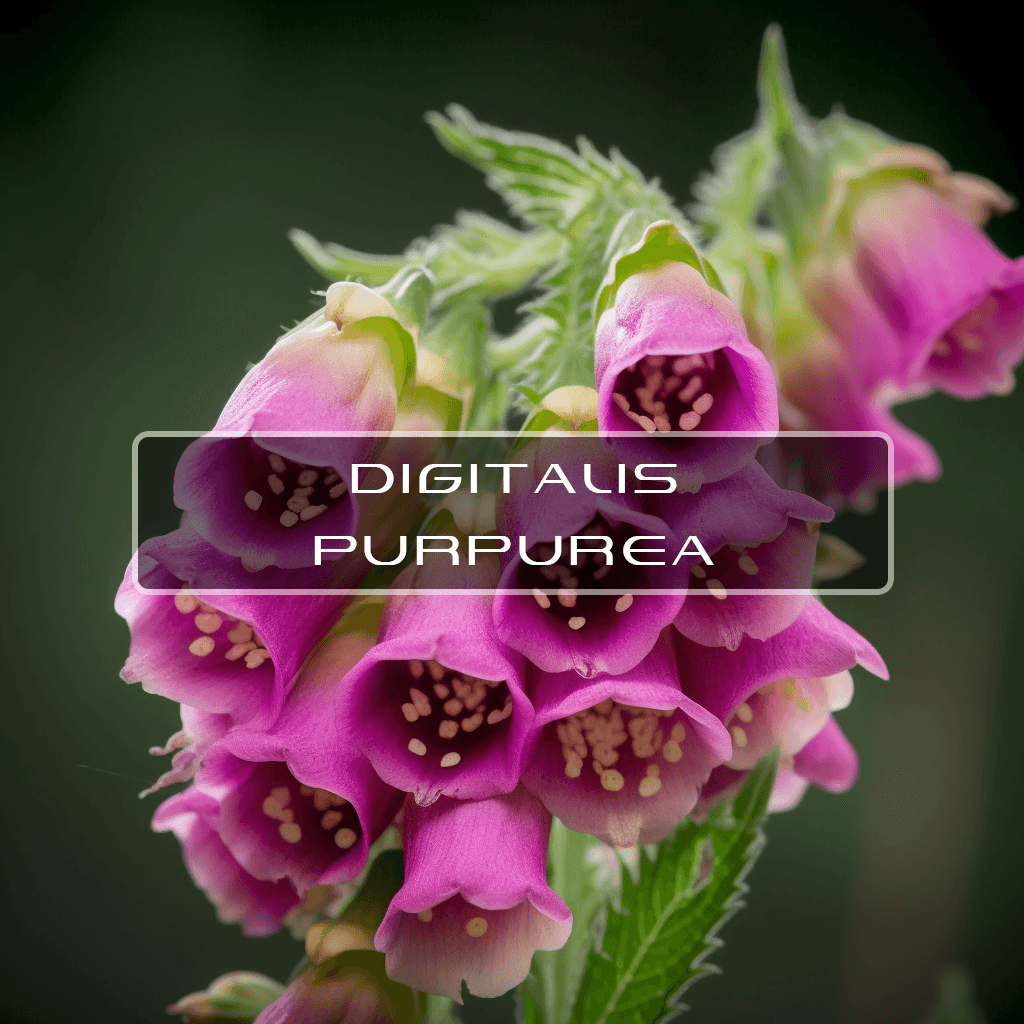 Benefits of Digoxin Interstellar Blends Activate Your Super Powers!