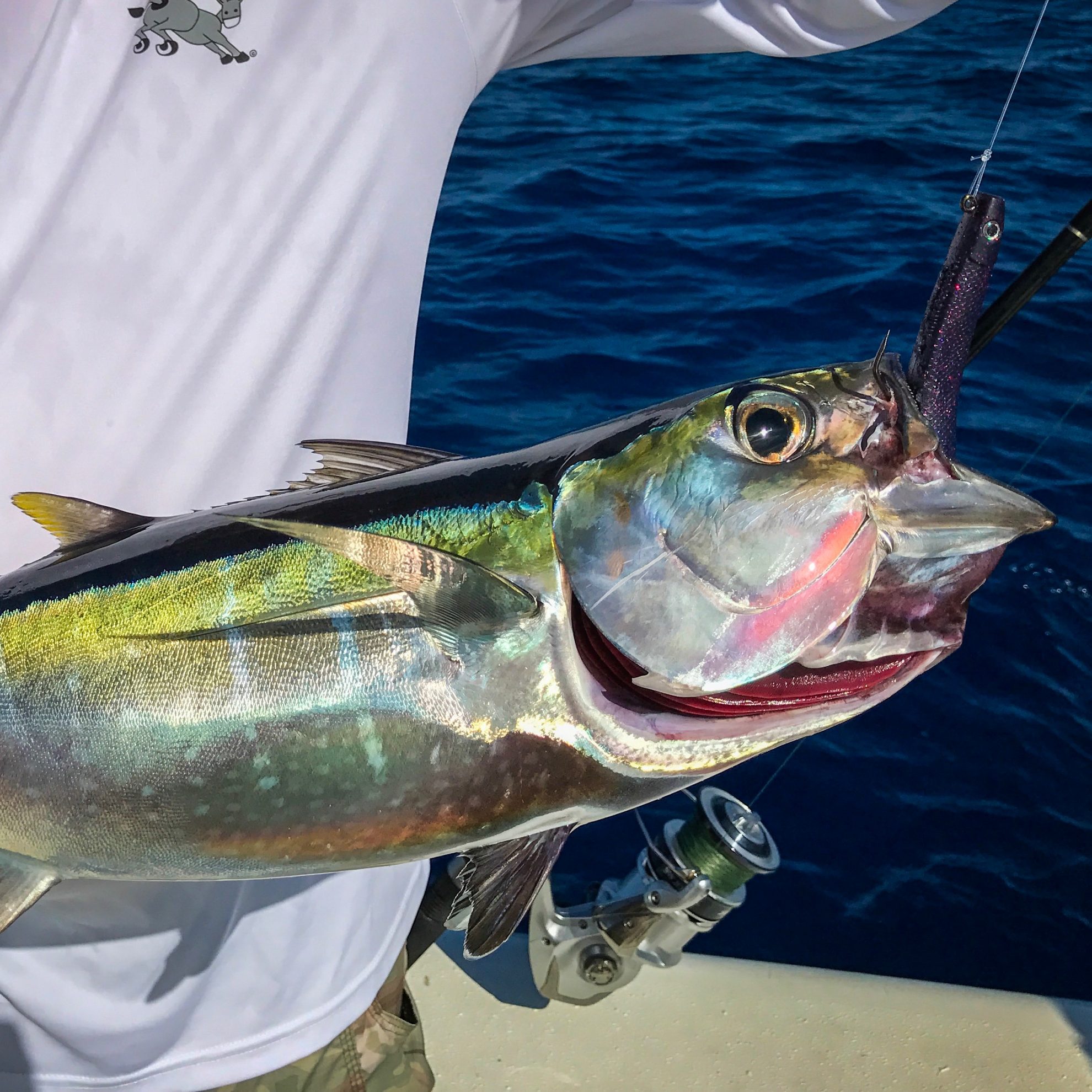 What Lures To Bring On A Florida Keys Fishing Trip The Intrepid Angler