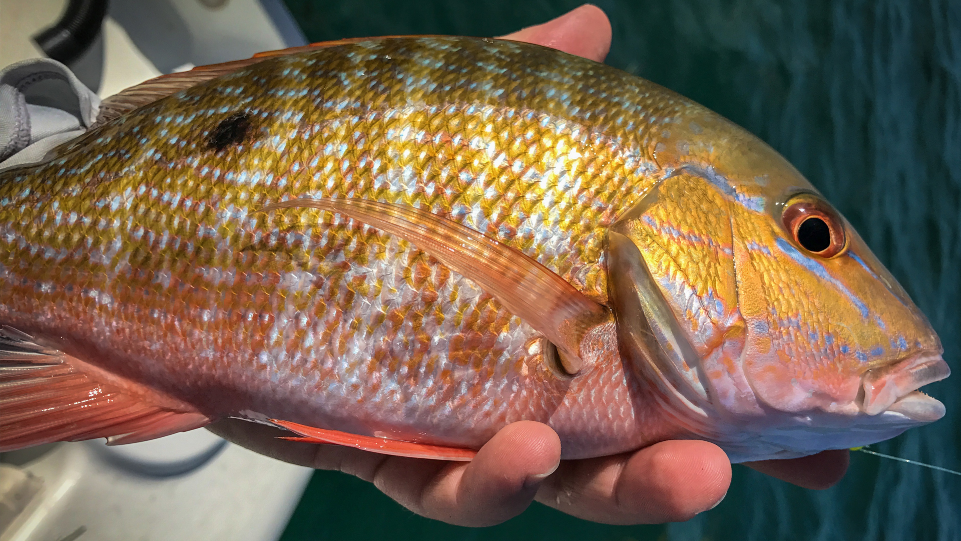Florida Keys Patch Reef Mutton Snapper The Intrepid Angler