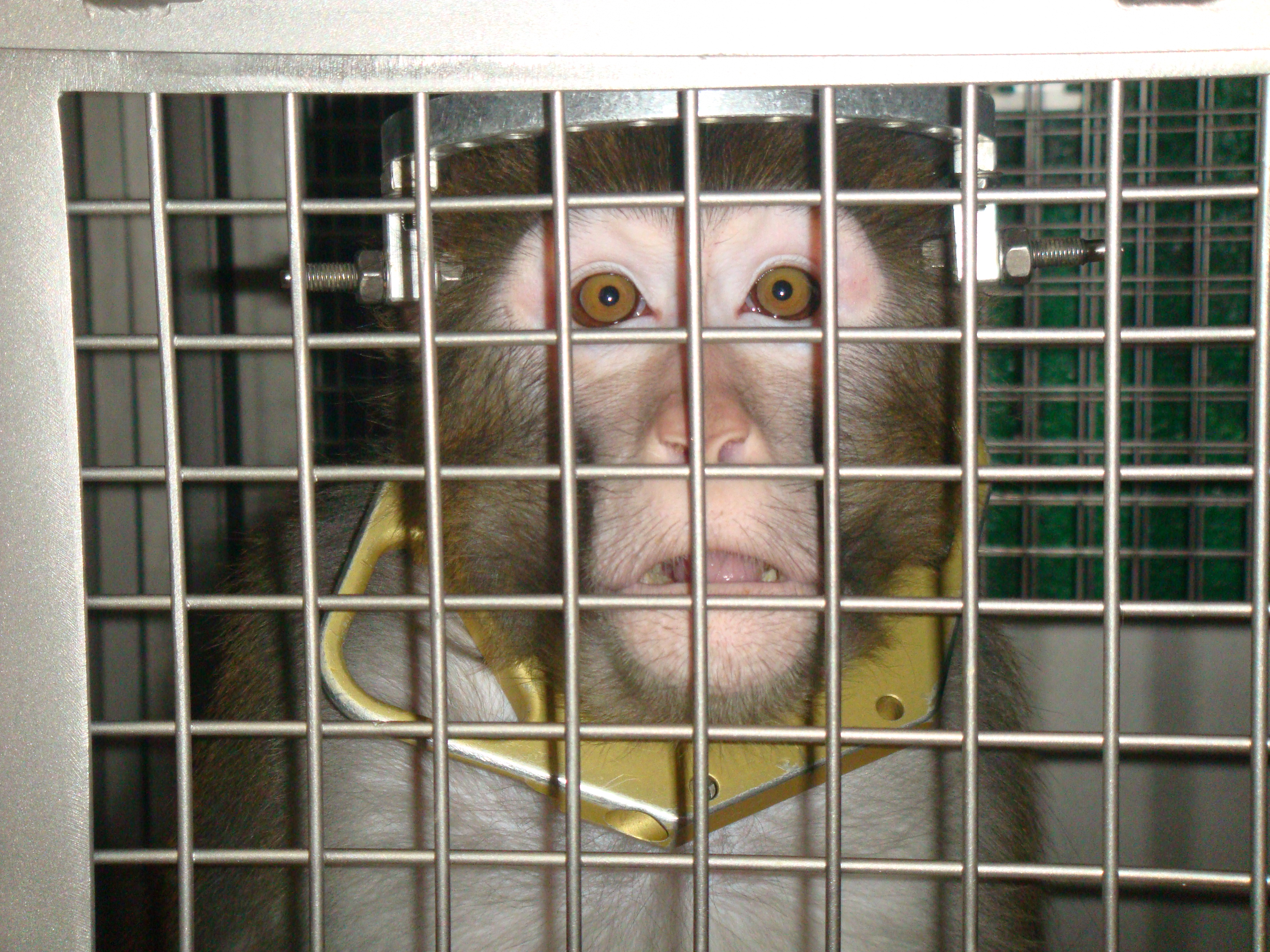 Fate of Thousands of Monkeys in the Hands of Florida Judge Their Turn
