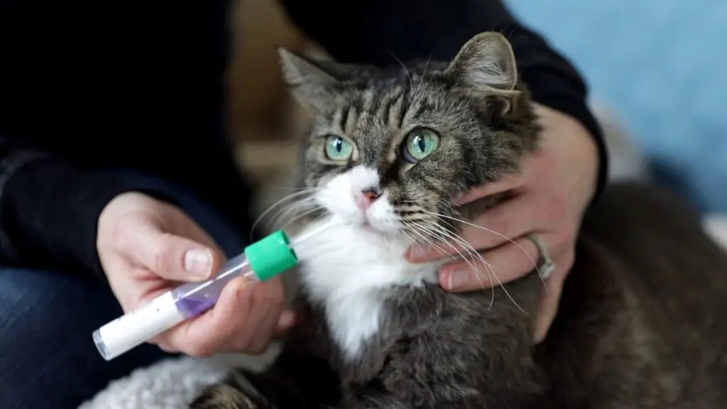 6 Things To Know About Cat DNA Testing The .ISO zone