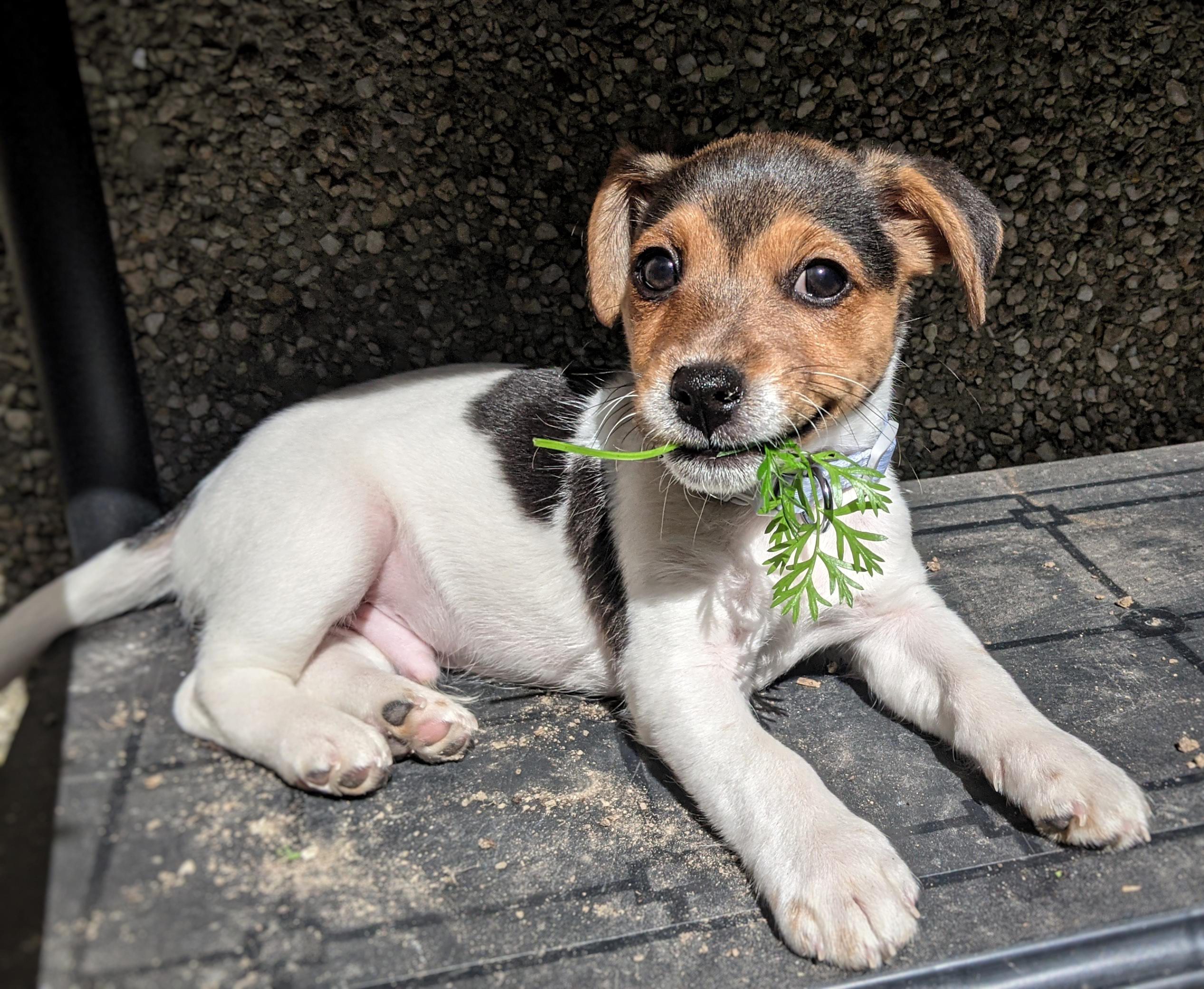 How Much Should You Feed A Jack Russell Puppy? And What Food Is Best