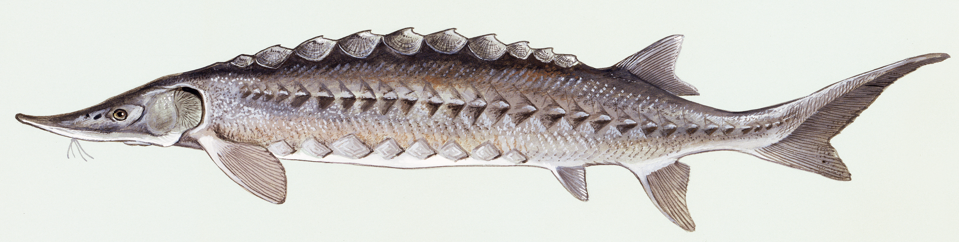 The Great Return of the Atlantic Sturgeon James River Association