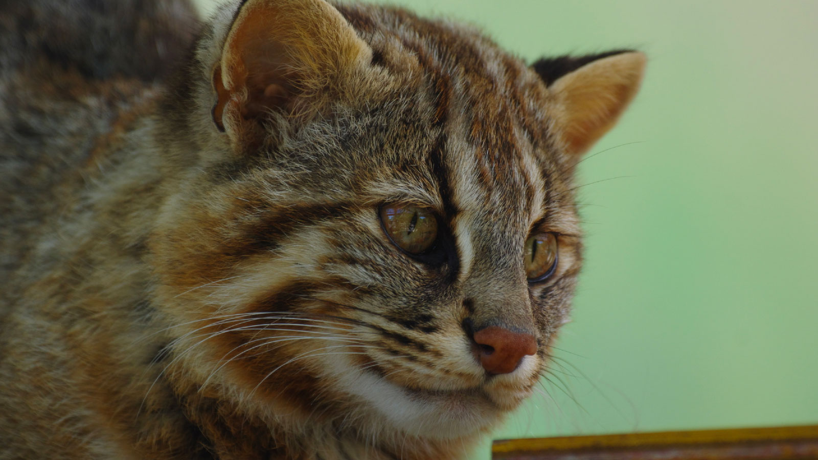 Japanese WildCats the Tsushima Wildcat and the Iriomote Wildcat The Japan Media