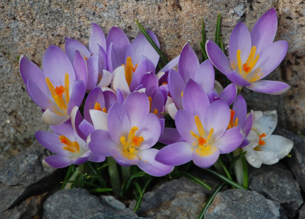 February Crocus jigsaw puzzle in Flowers puzzles on
