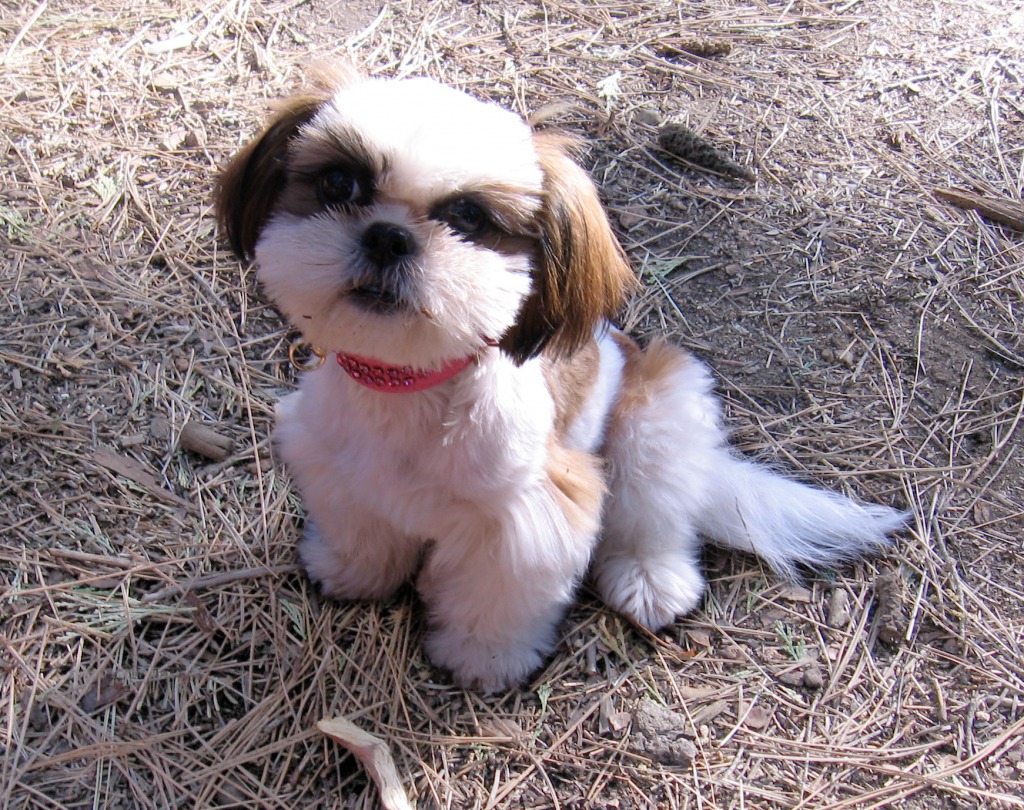 Kosun the Shih Tzu jigsaw puzzle in Animals puzzles on
