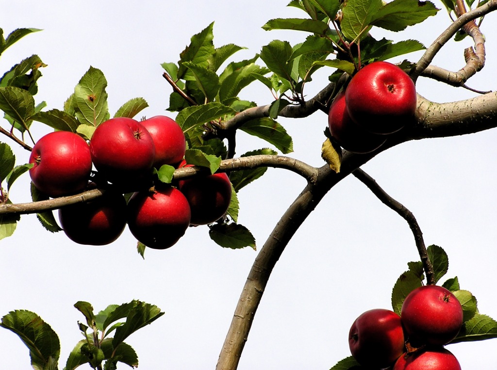 Branch Pattern jigsaw puzzle in Fruits & Veggies puzzles on