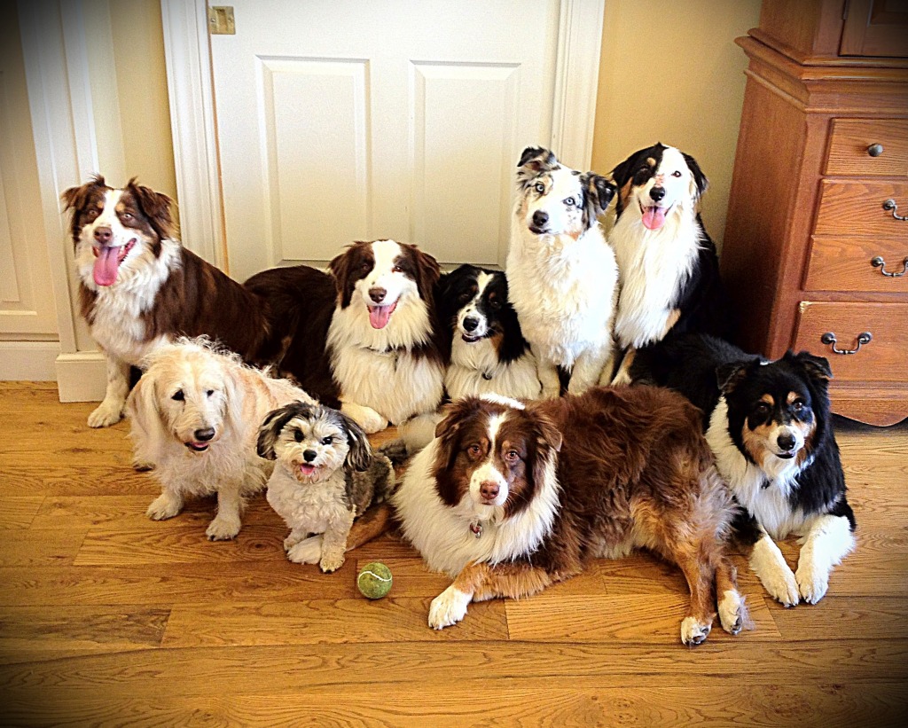 Australian Shepherds jigsaw puzzle in Animals puzzles on