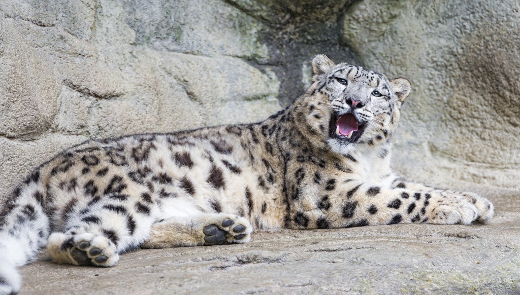 Snow Leopard jigsaw puzzle in Puzzle of the Day puzzles on