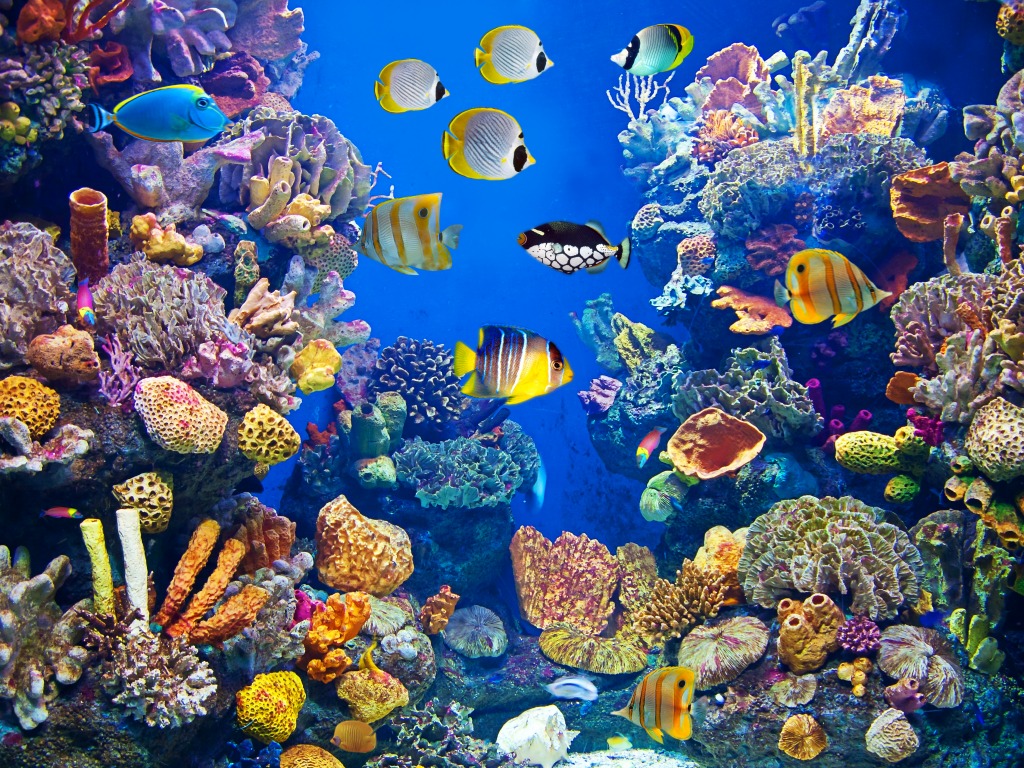 Colorful Aquarium jigsaw puzzle in Under the Sea puzzles on