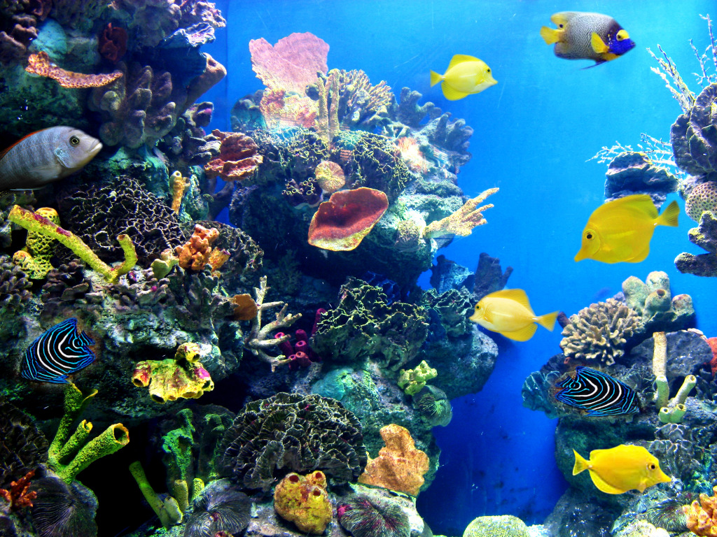 Colorful Tropical Fish jigsaw puzzle in Under the Sea puzzles on