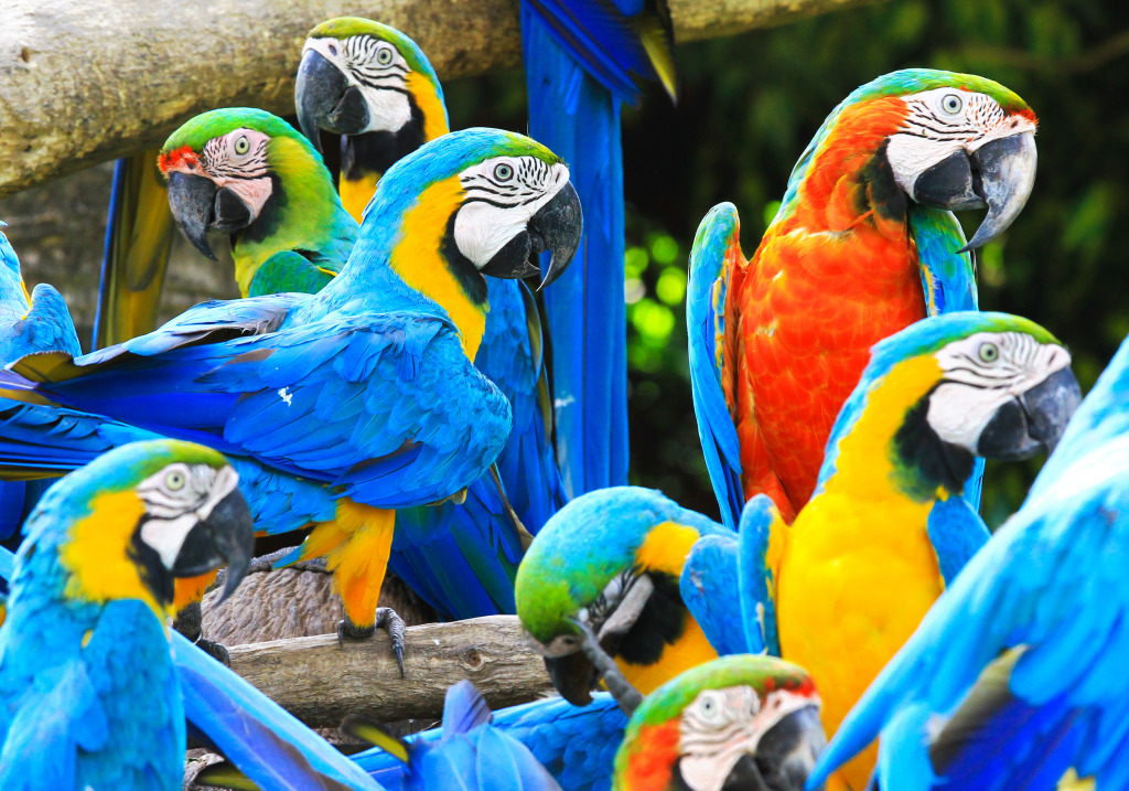 Perroquets Puzzle en Puzzle du jour puzzles sur