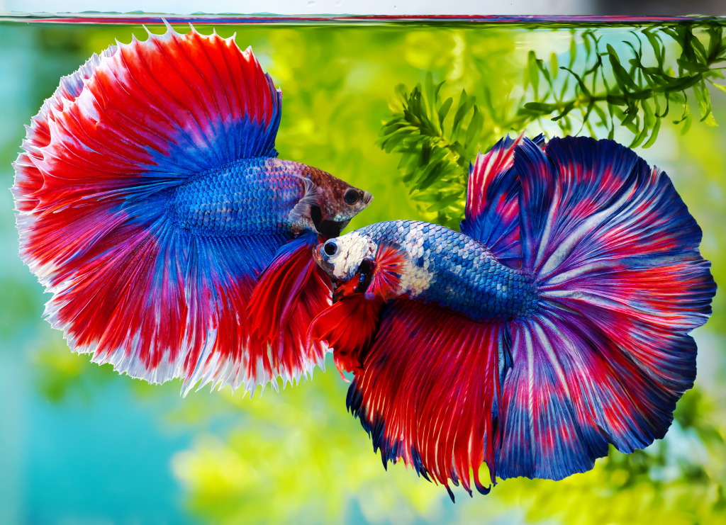 Siamese Fighting Fish jigsaw puzzle in Puzzle of the Day puzzles on